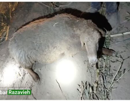 نجات بره ناقلا از اعماق چاه در رضویه